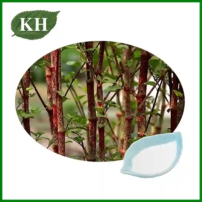 Polygonum Cuspidatum Extract — Resveratrol Source